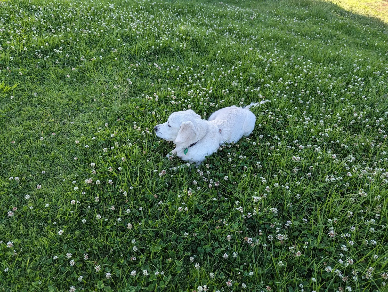 Jells Road Reserve Dog Off Leash Area dog park