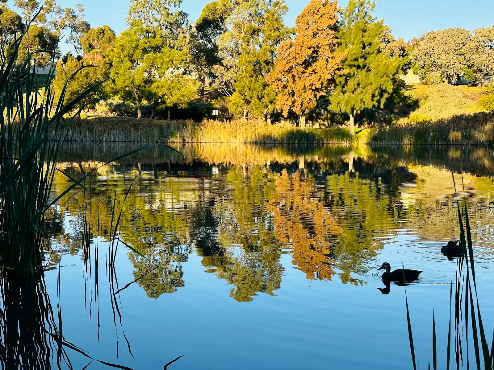 Broadmeadows Valley Park (Northern Reach) Dog Off Leash Area dog park