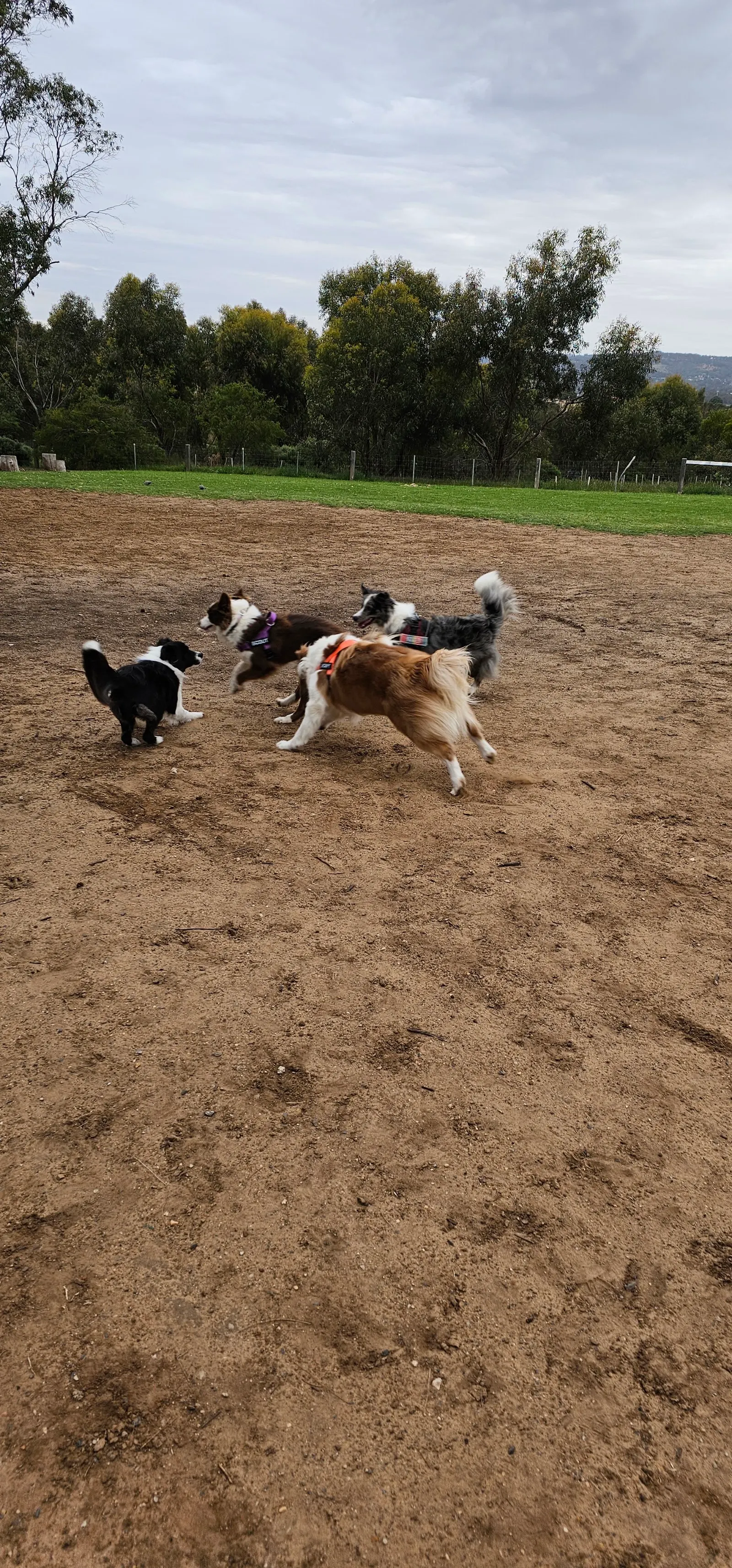 Reserve Street Reserve Fenced Dog Park dog park