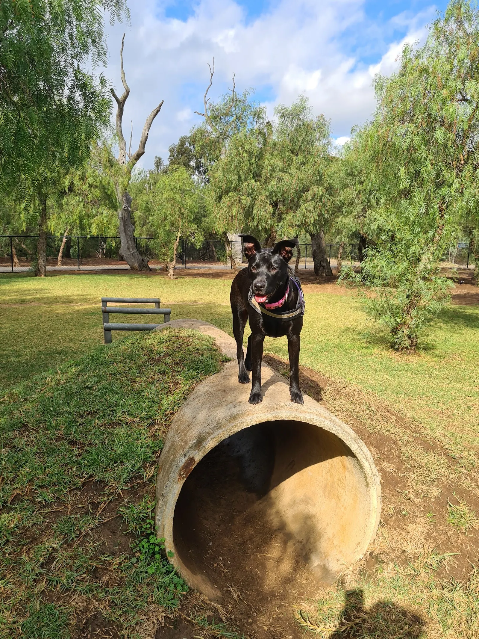 Mawson Lakes Small Dog Park dog park