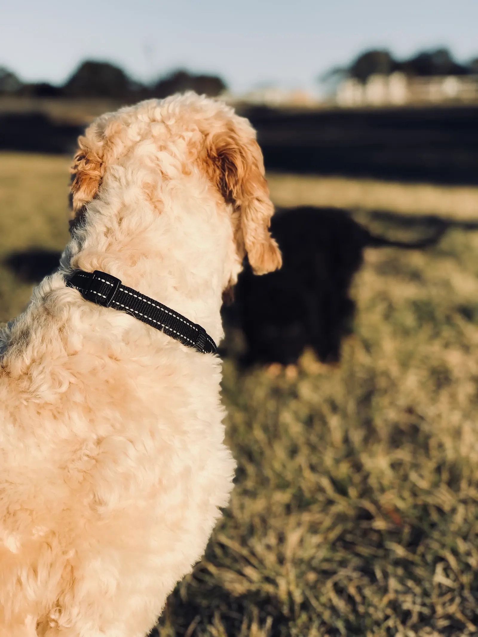 Dandeleo Dog Park dog park