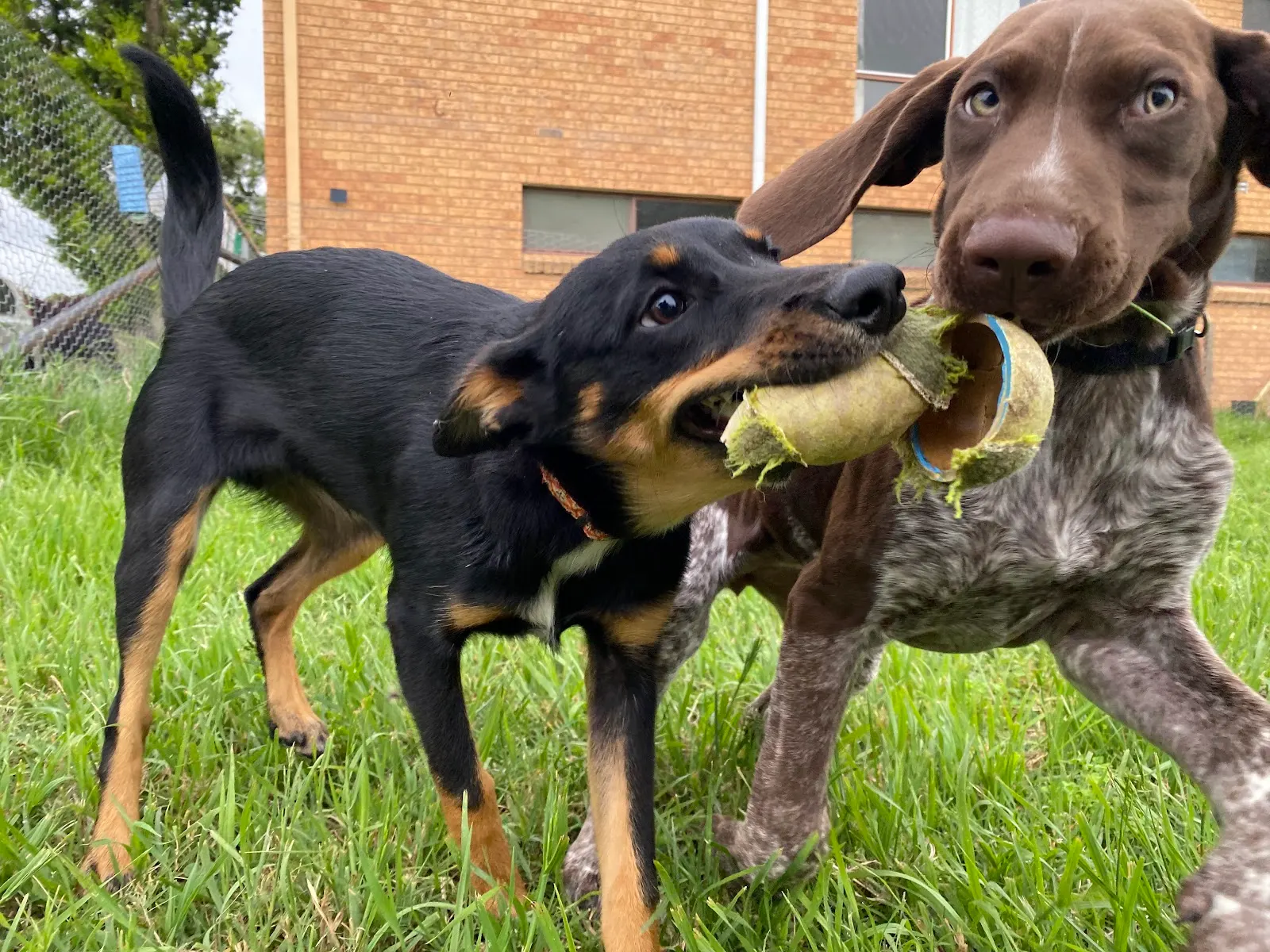 Canberra Dog Hub dog park