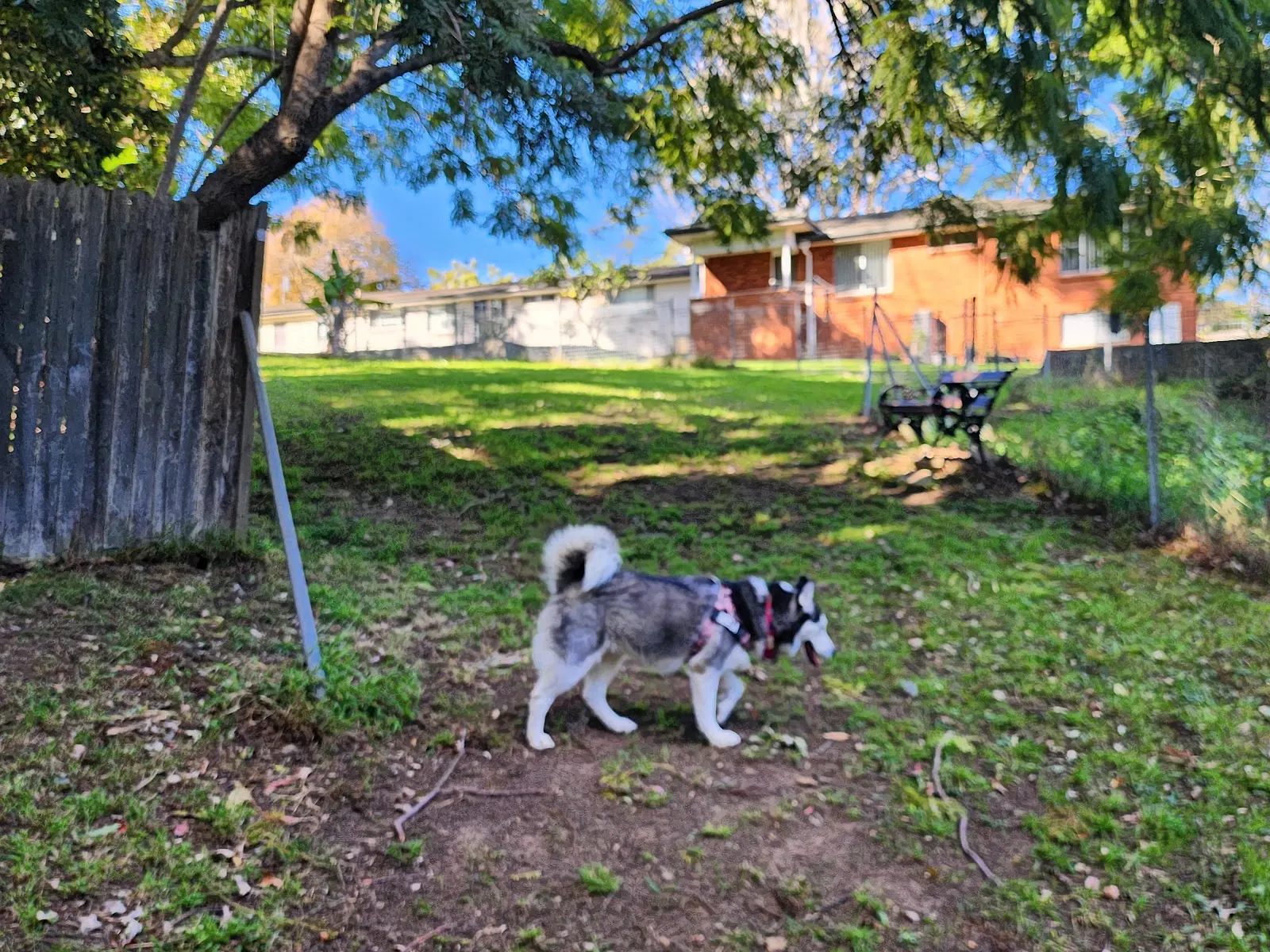 Frances O'Brien Dog Park dog park