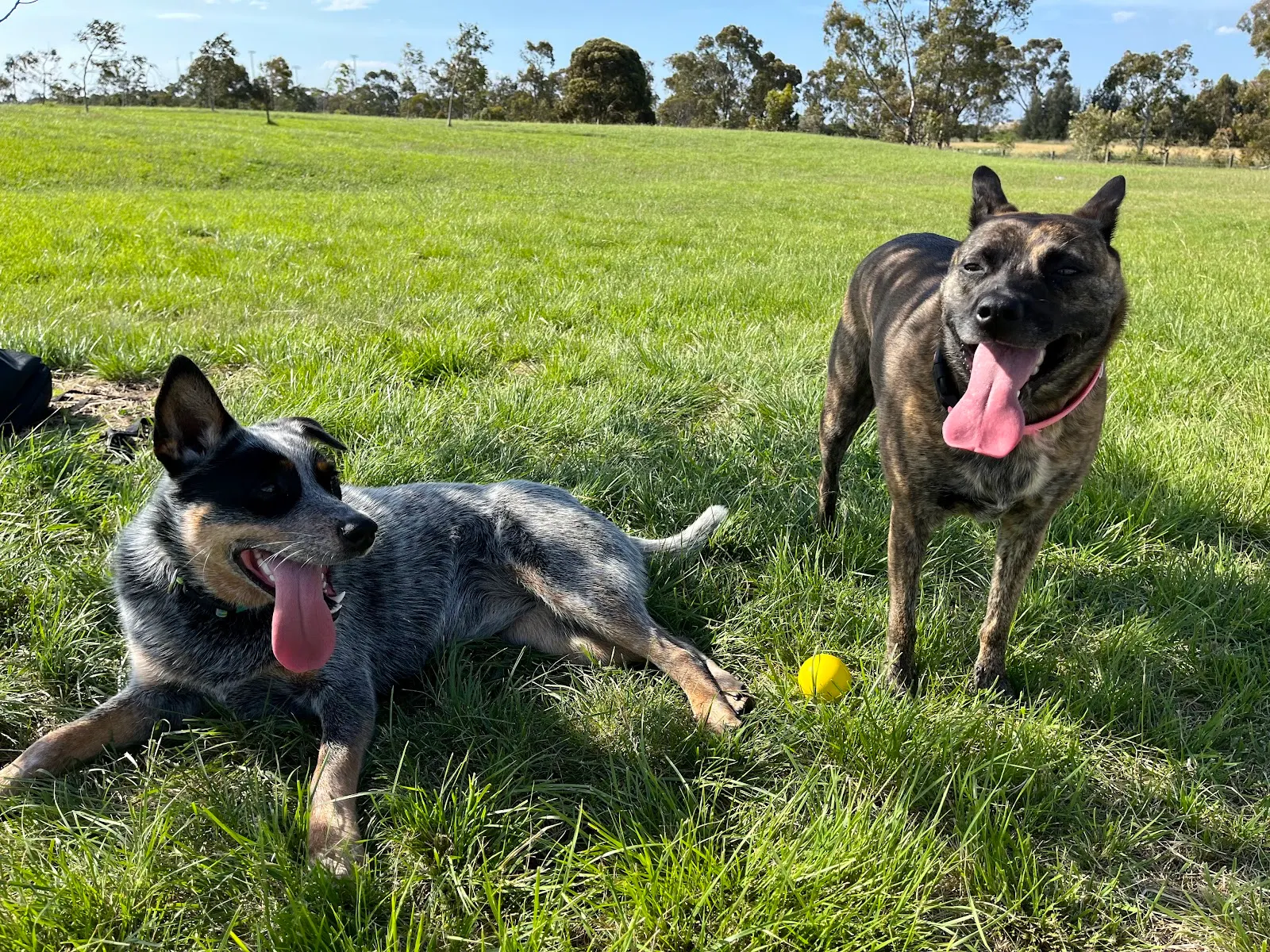 A.B. Shaw Reserve Dog Off Leash Area dog park