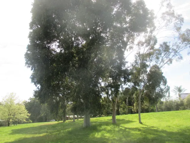 Wilkinson Reserve Dog Off Leash Area dog park