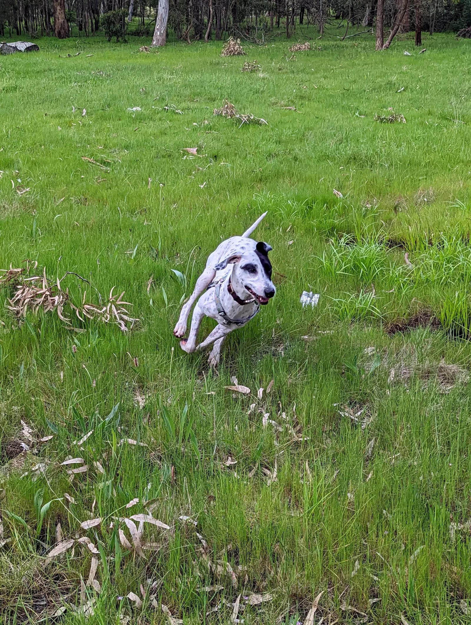 Greenvale Recreation Reserve Dog Off Leash Area dog park