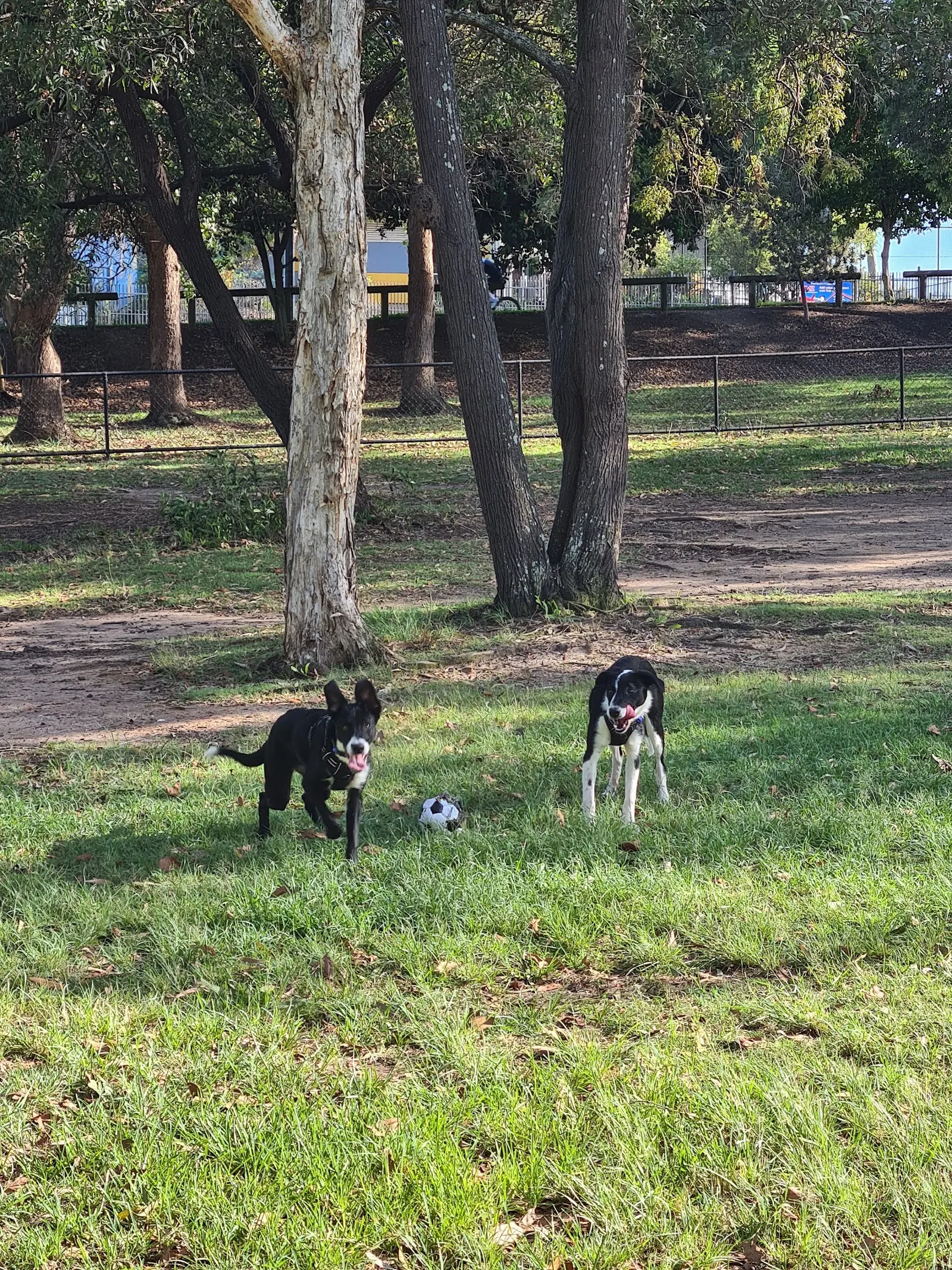 Kiawanah Park Fenced Dog Park dog park
