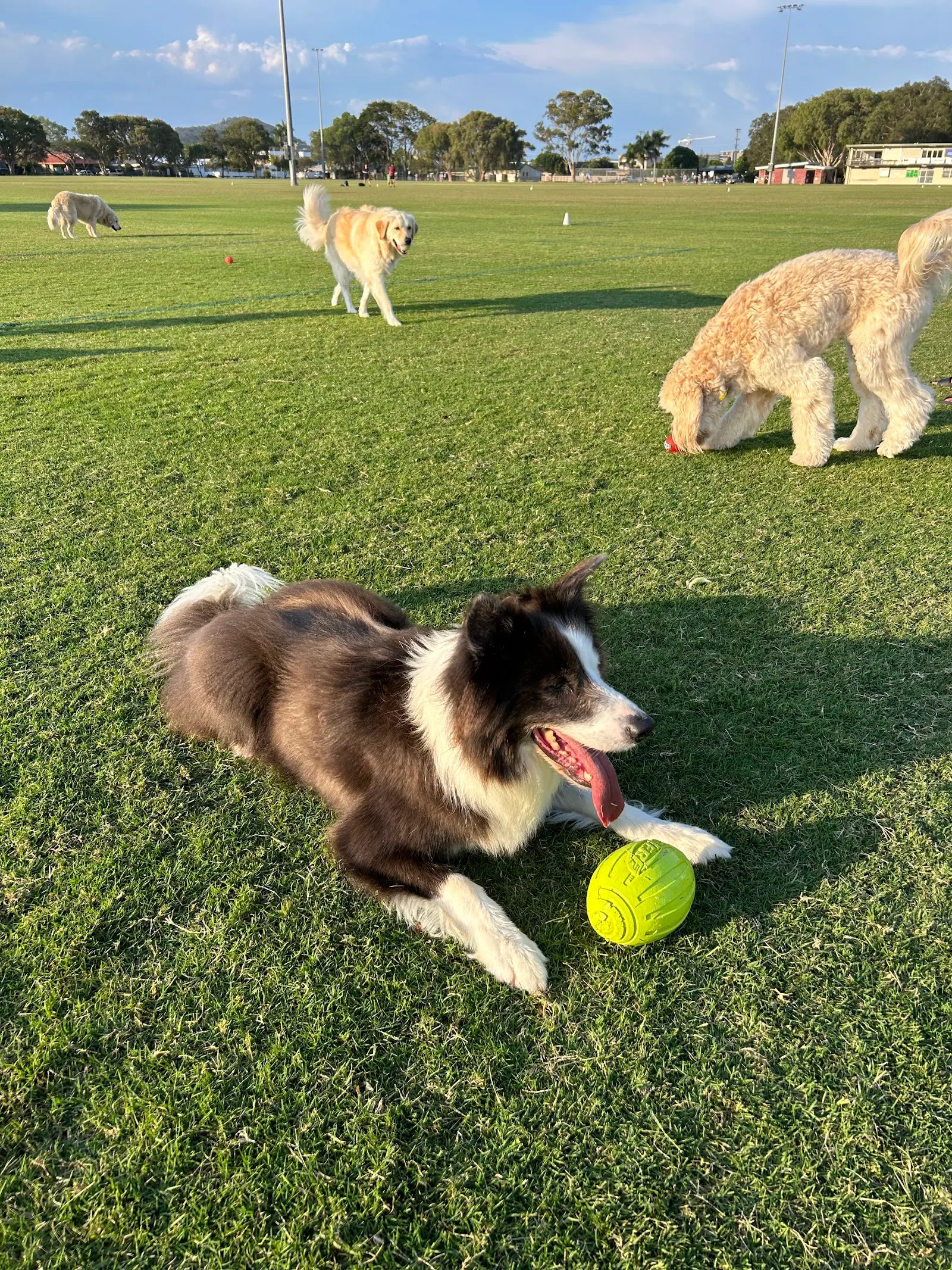 Melaleuca Dog Park dog park