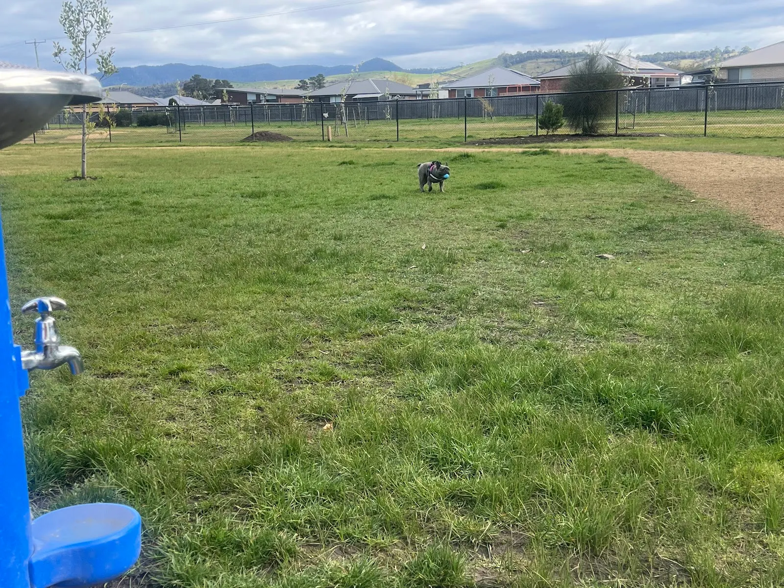 Brighton Fenced Dog Park dog park