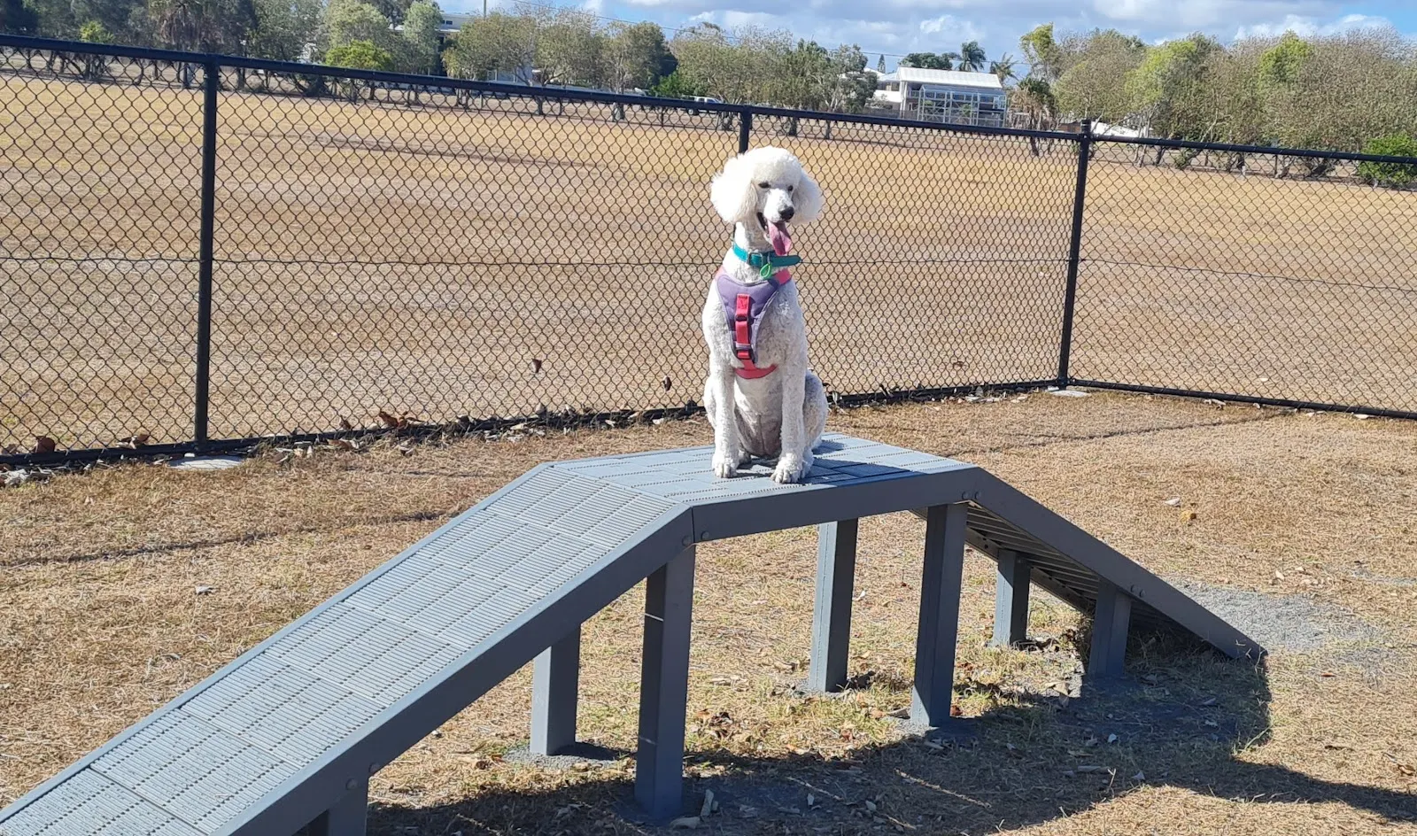 Burnett Heads Dog Park dog park