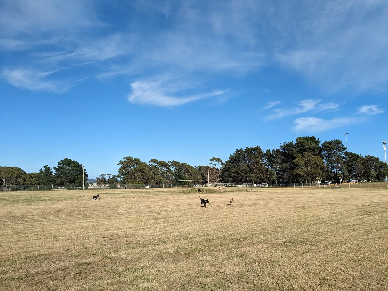 Bark Park dog park