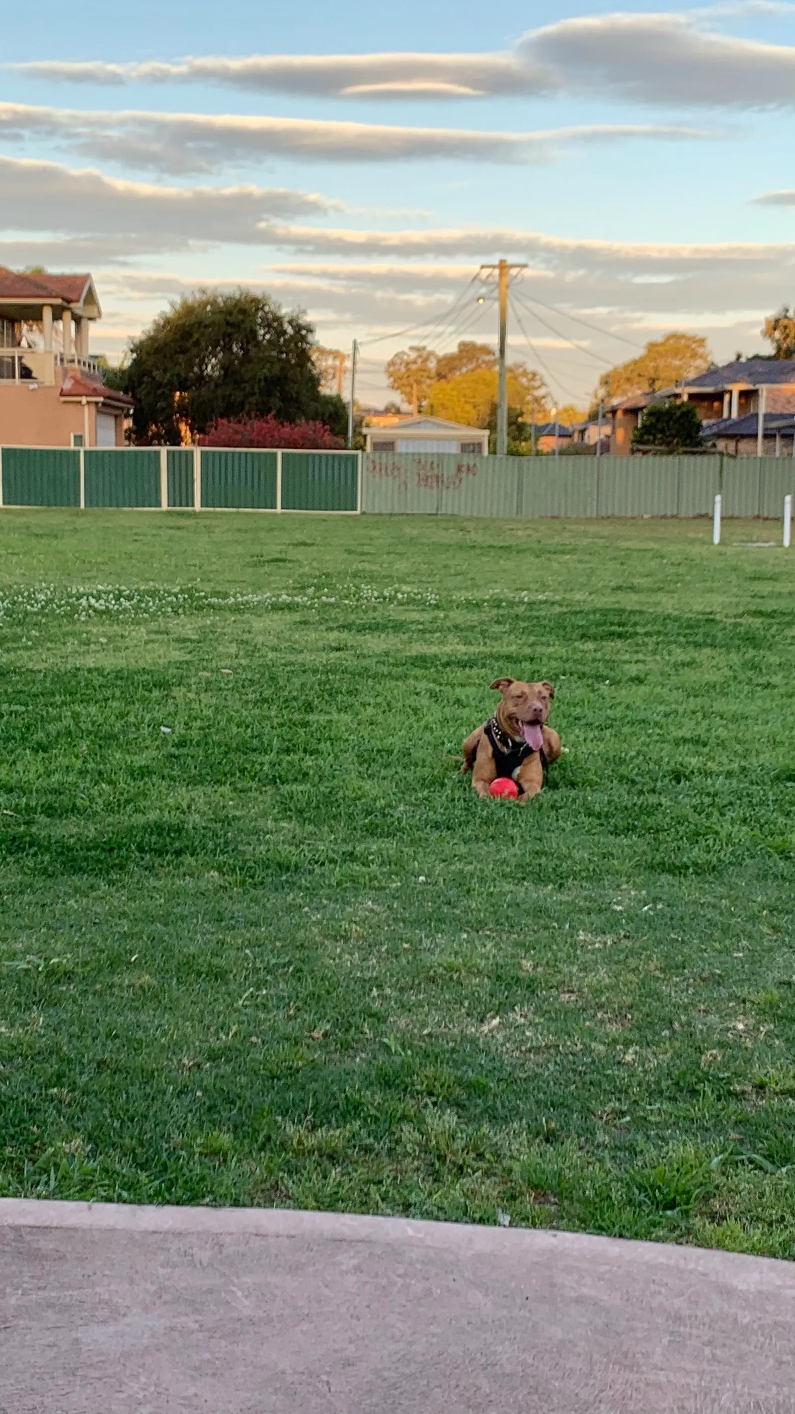 Salt Pan Lake Dog Park dog park