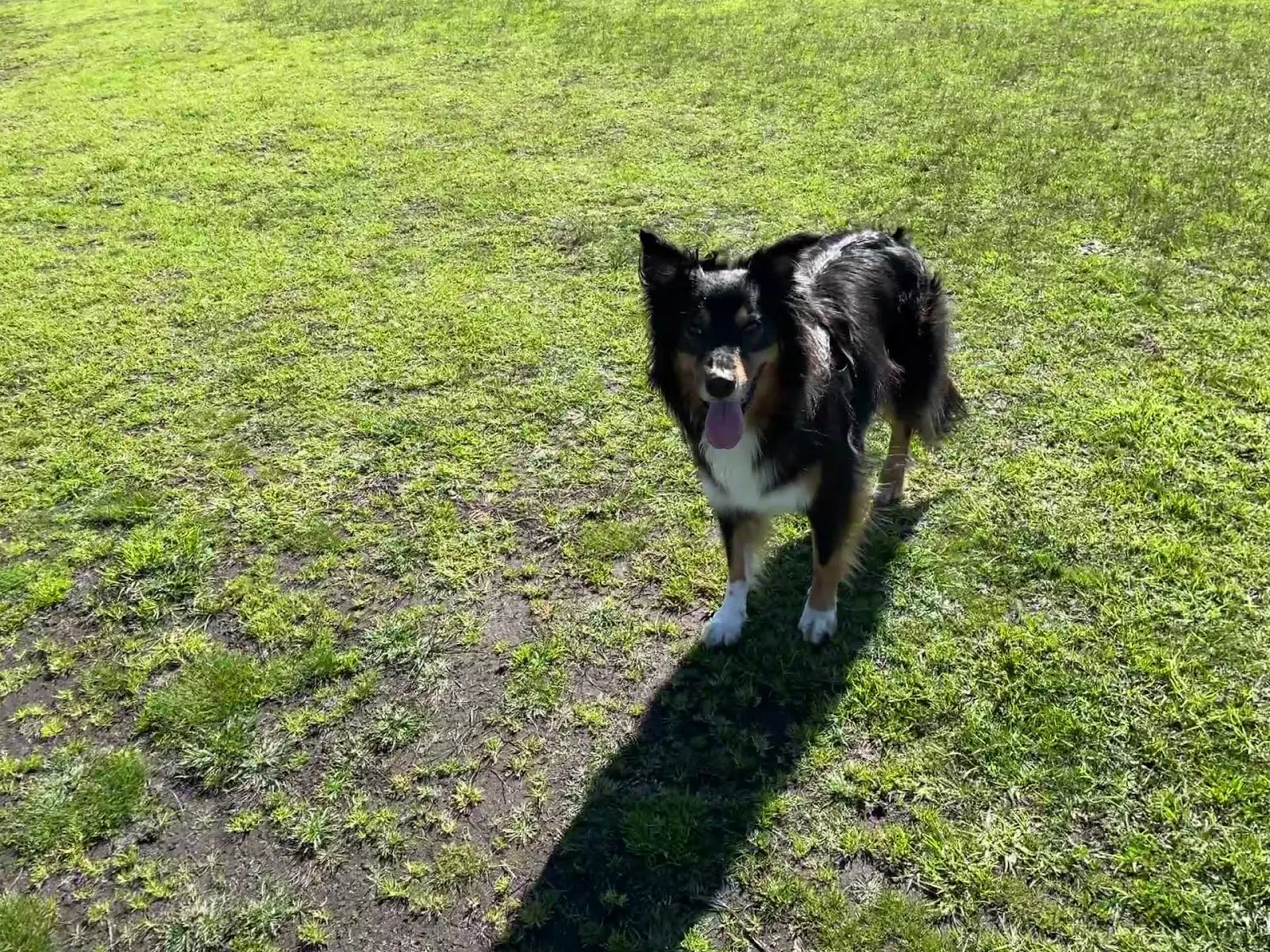 Glen Street Reserve Dog Off Leash Area dog park