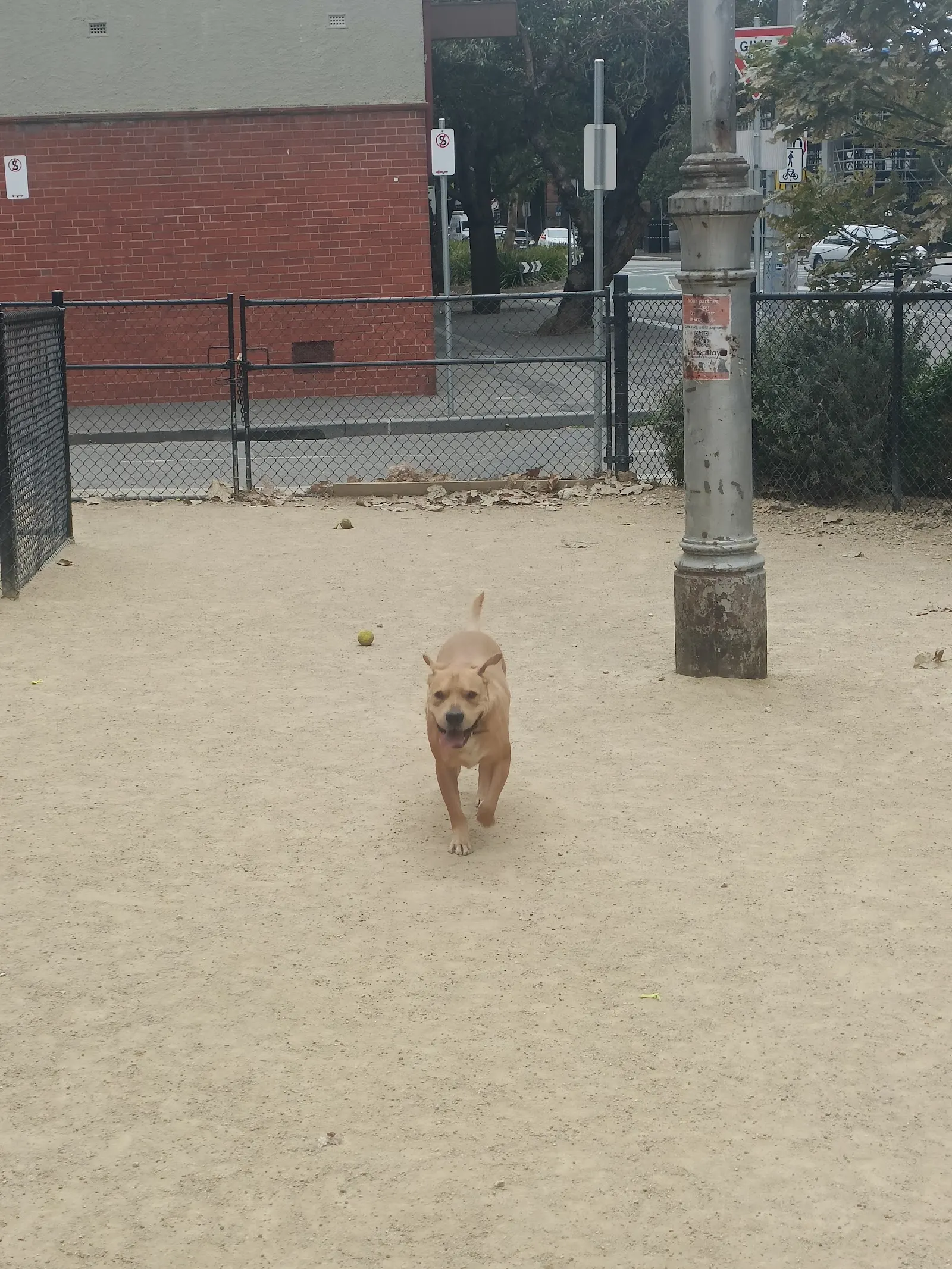 Moray Street Reserve Fenced Dog Park dog park