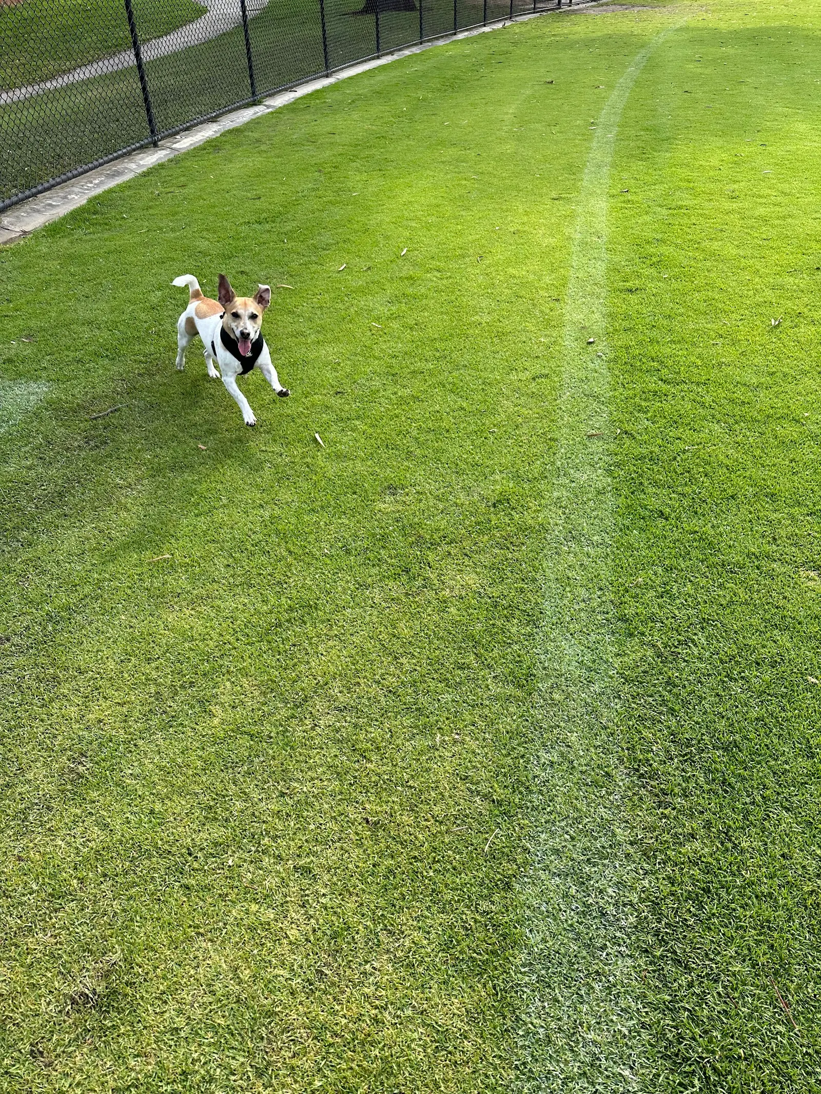 Ainslie Park Dog Off Leash Area dog park