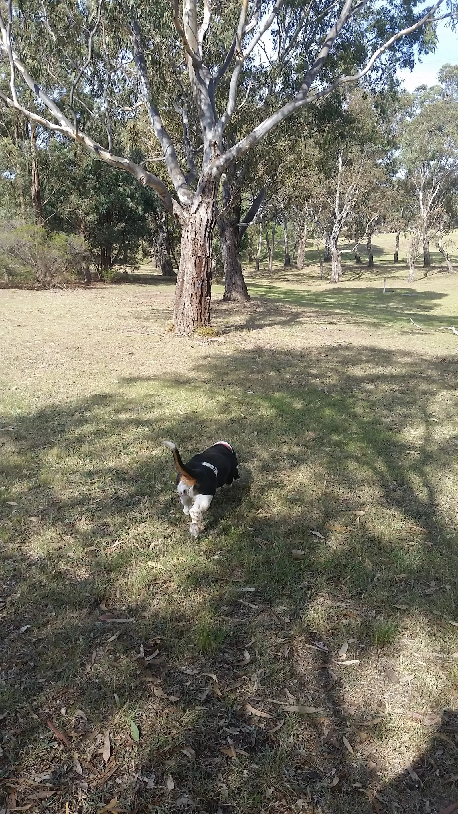 Stadium Drive Off-leash Dog Park dog park