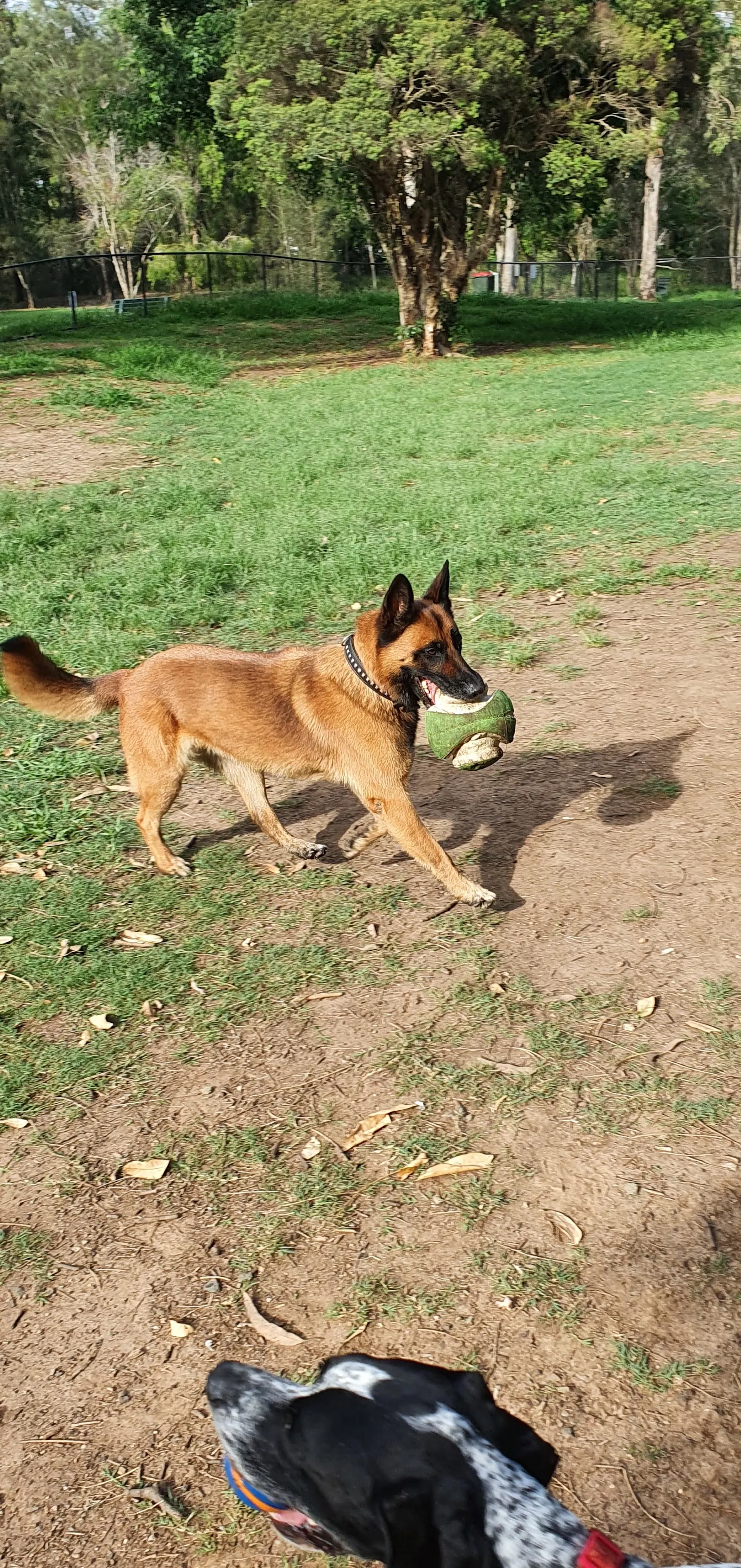 Pat Rafter Park Fenced Dog Park dog park