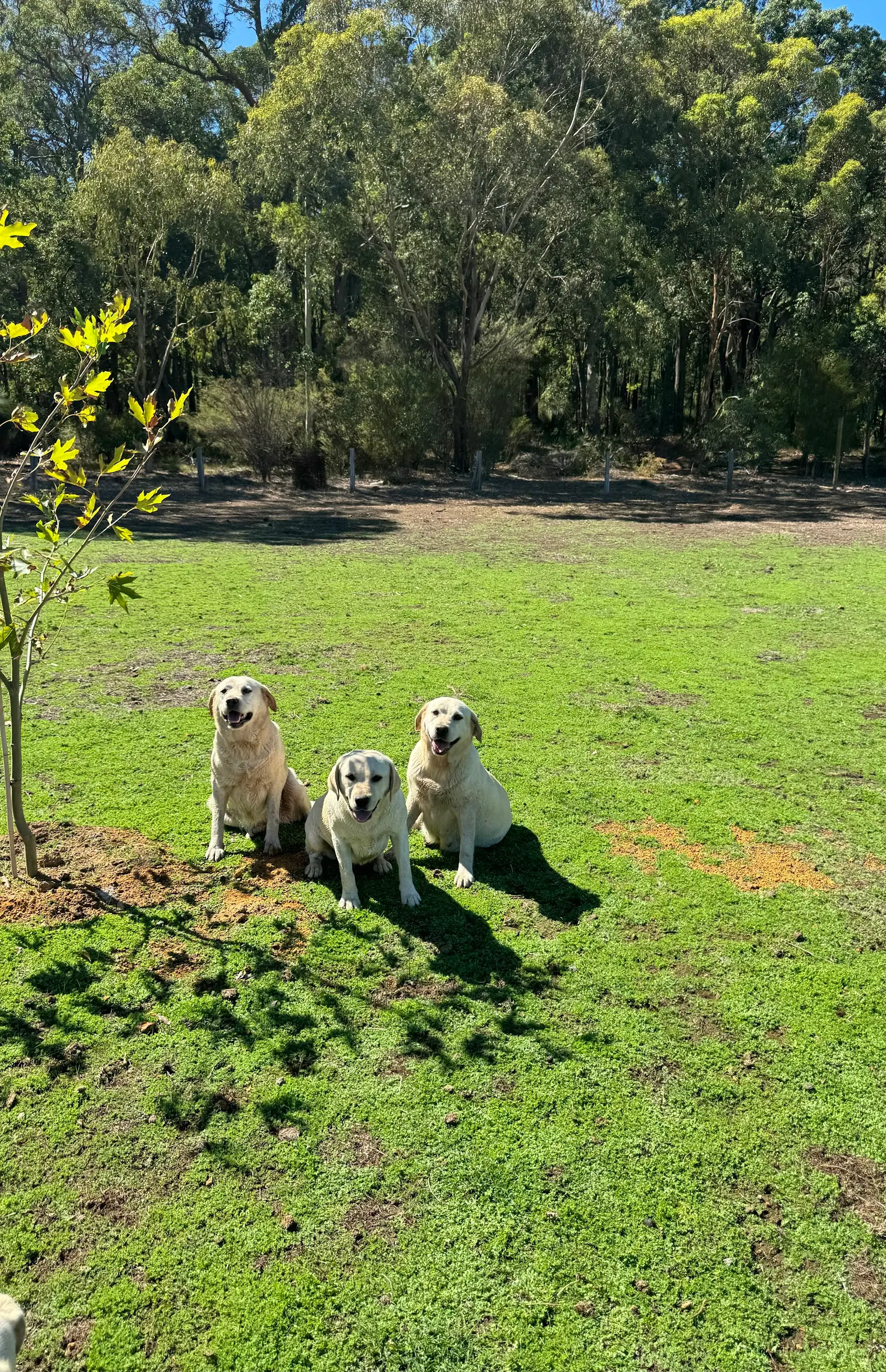 Darling Ranges Exclusive Dog Park dog park