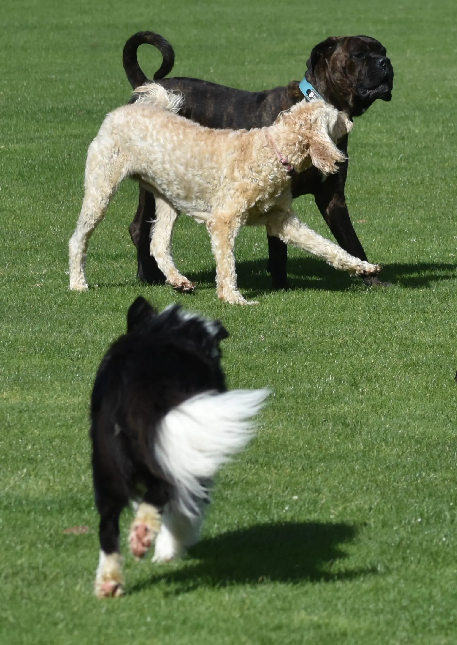 Hackett Hounds Dog Owners Group dog park