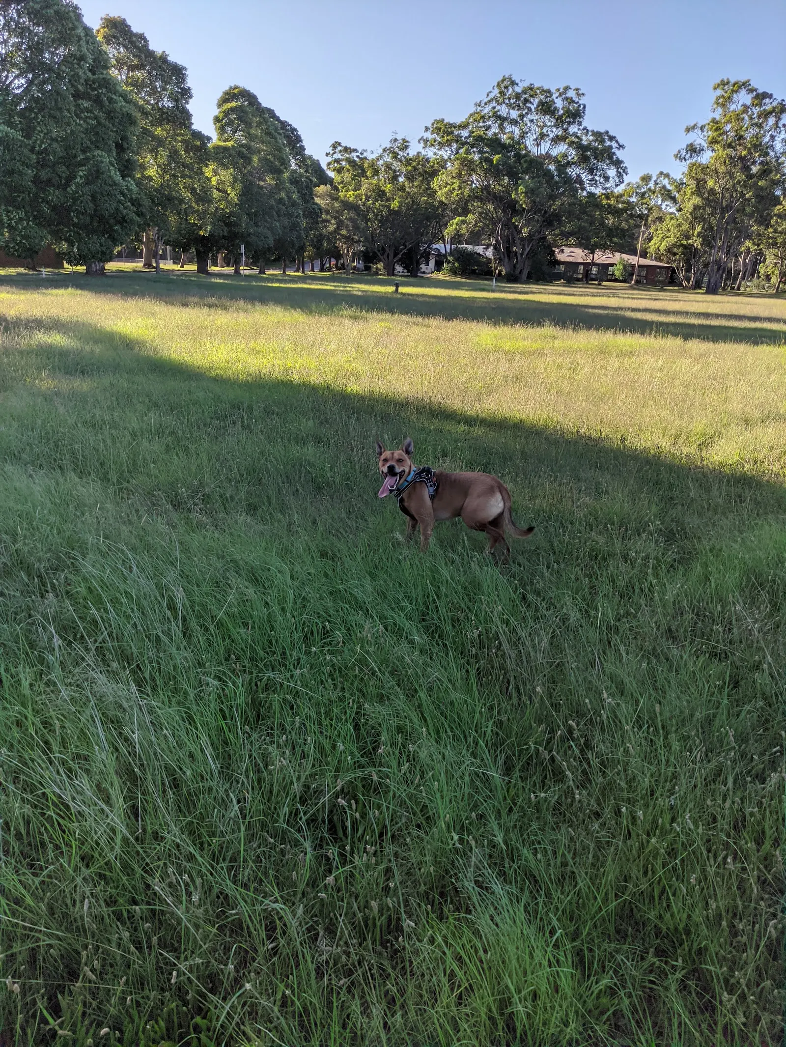Rathmines Dog Exercise Area dog park