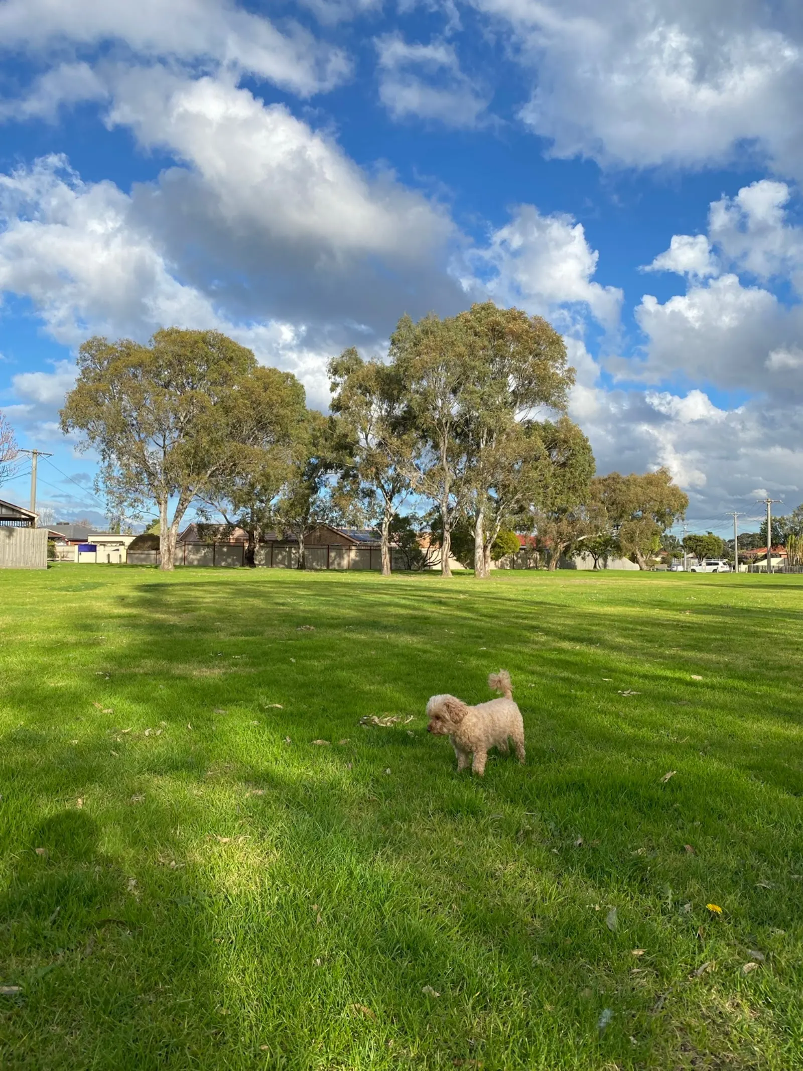 Fabian Reserve Dog Off Leash Area dog park