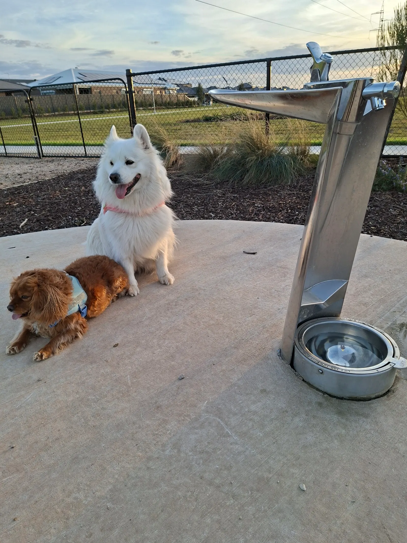 Newhaven Fenced Dog Park dog park