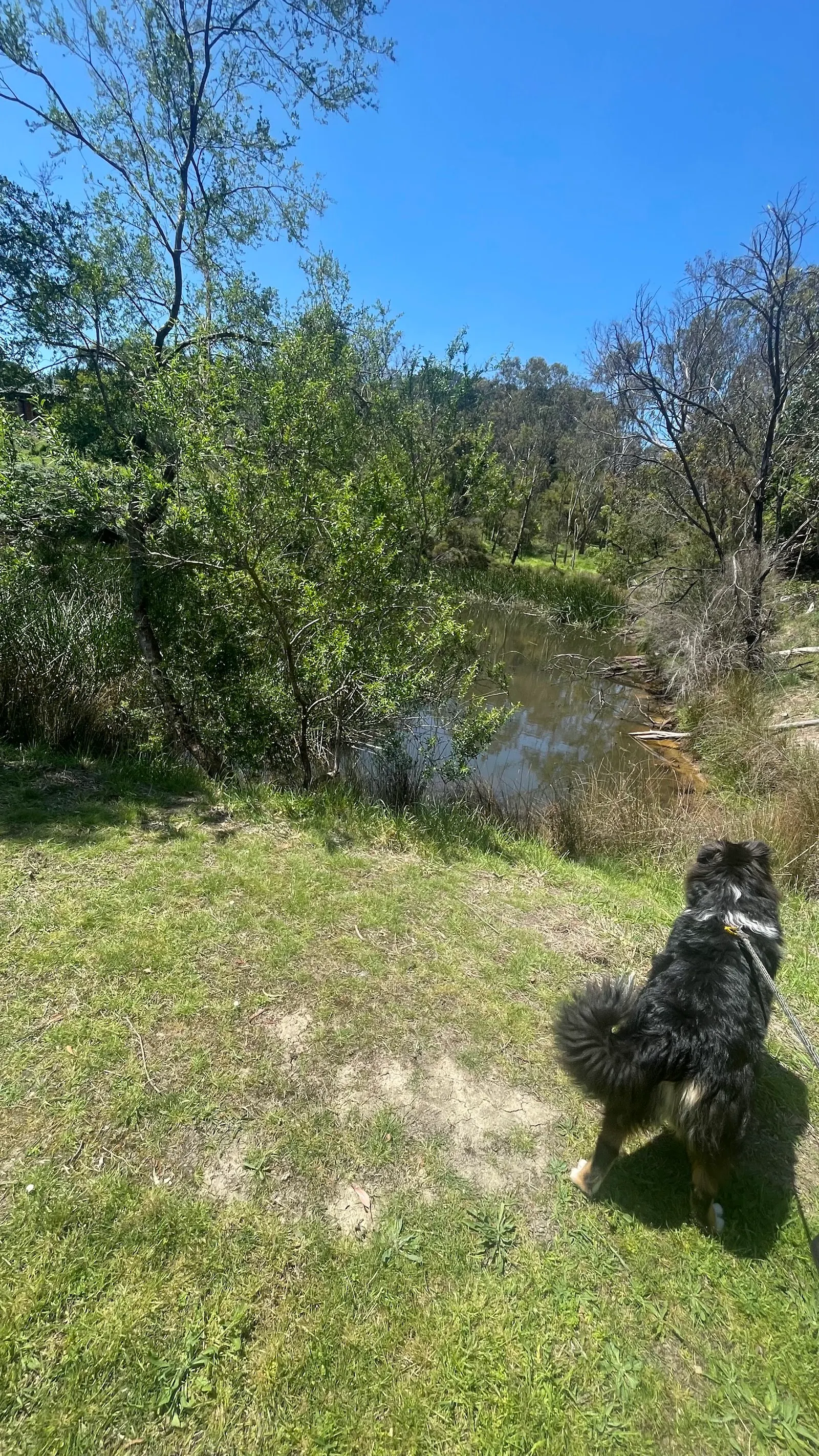 Arthur John Upton Reserve Dog Off Leash Area dog park