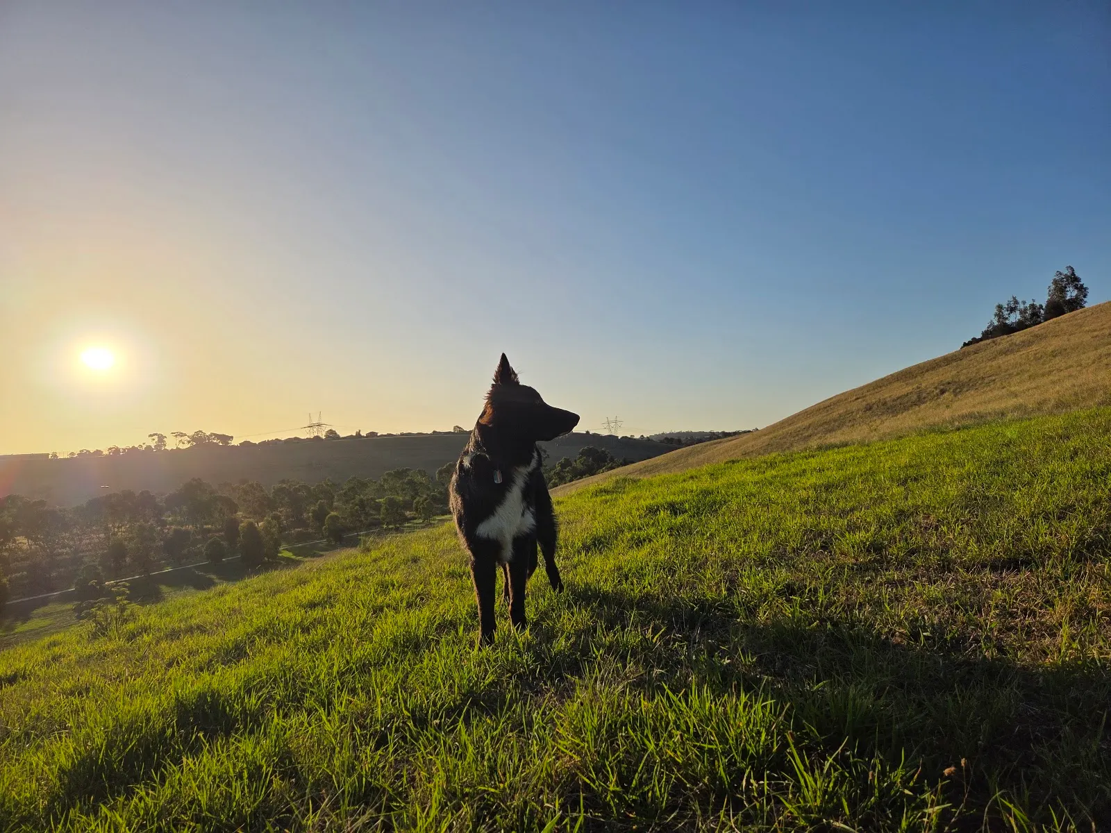 Jacana Valley Dog Off Leash Area dog park