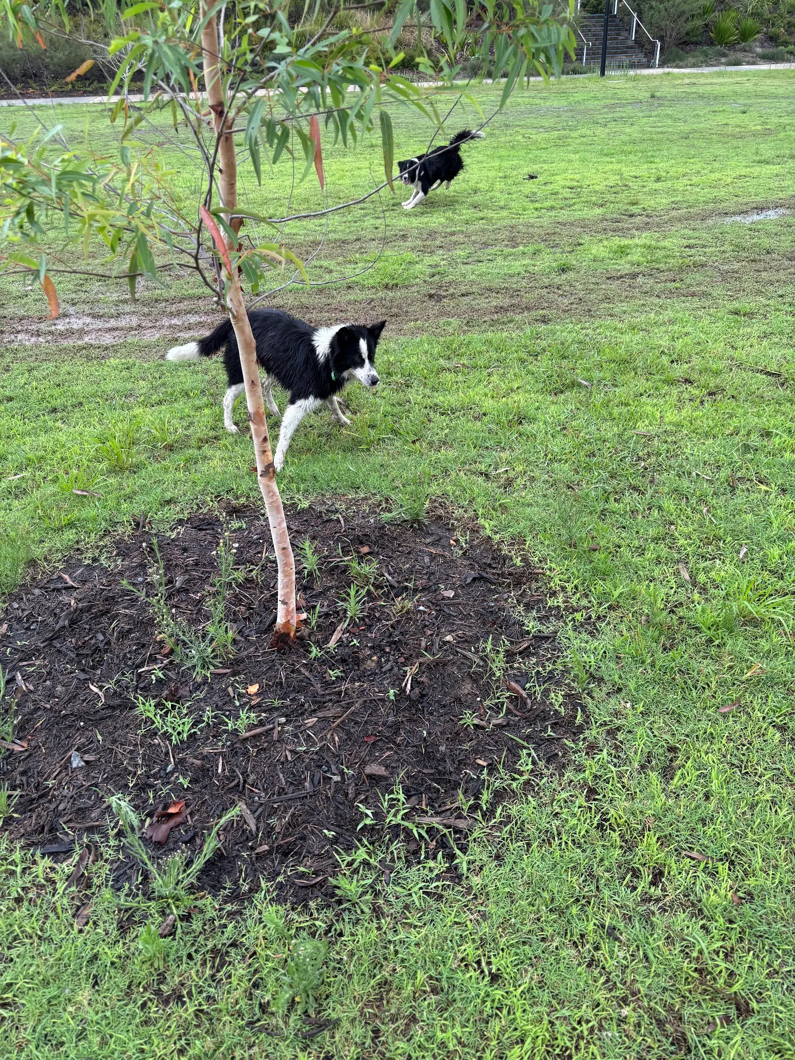 Dog Friendly Park Springfield dog park