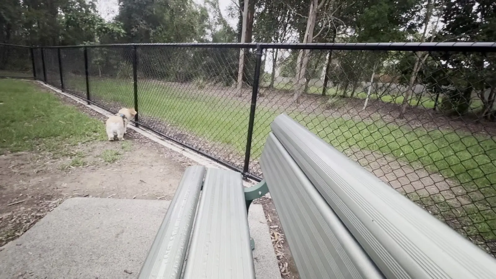 Thomsett Park Fenced Dog Park dog park