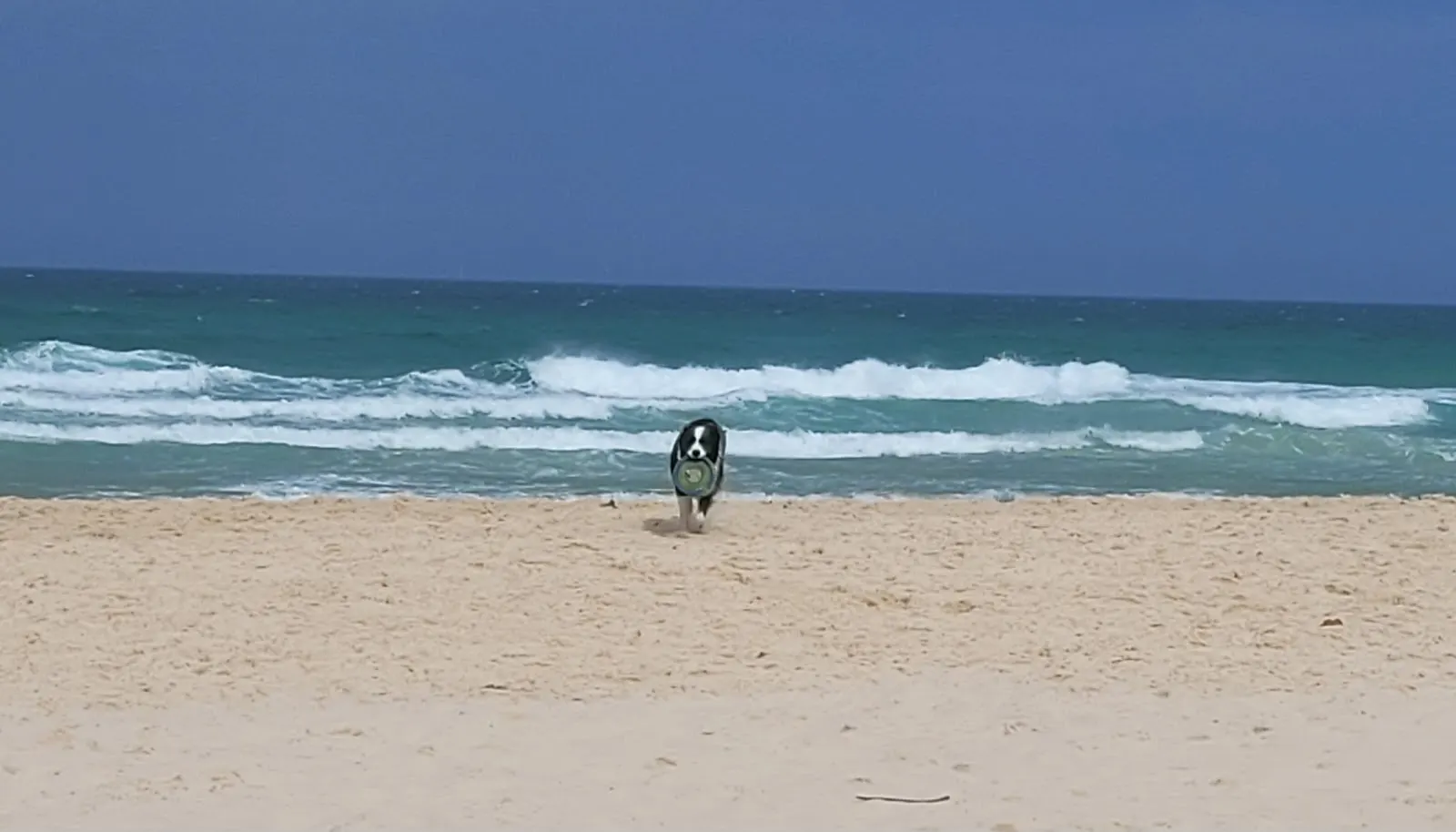Kingscliff Dog off leash area dog park