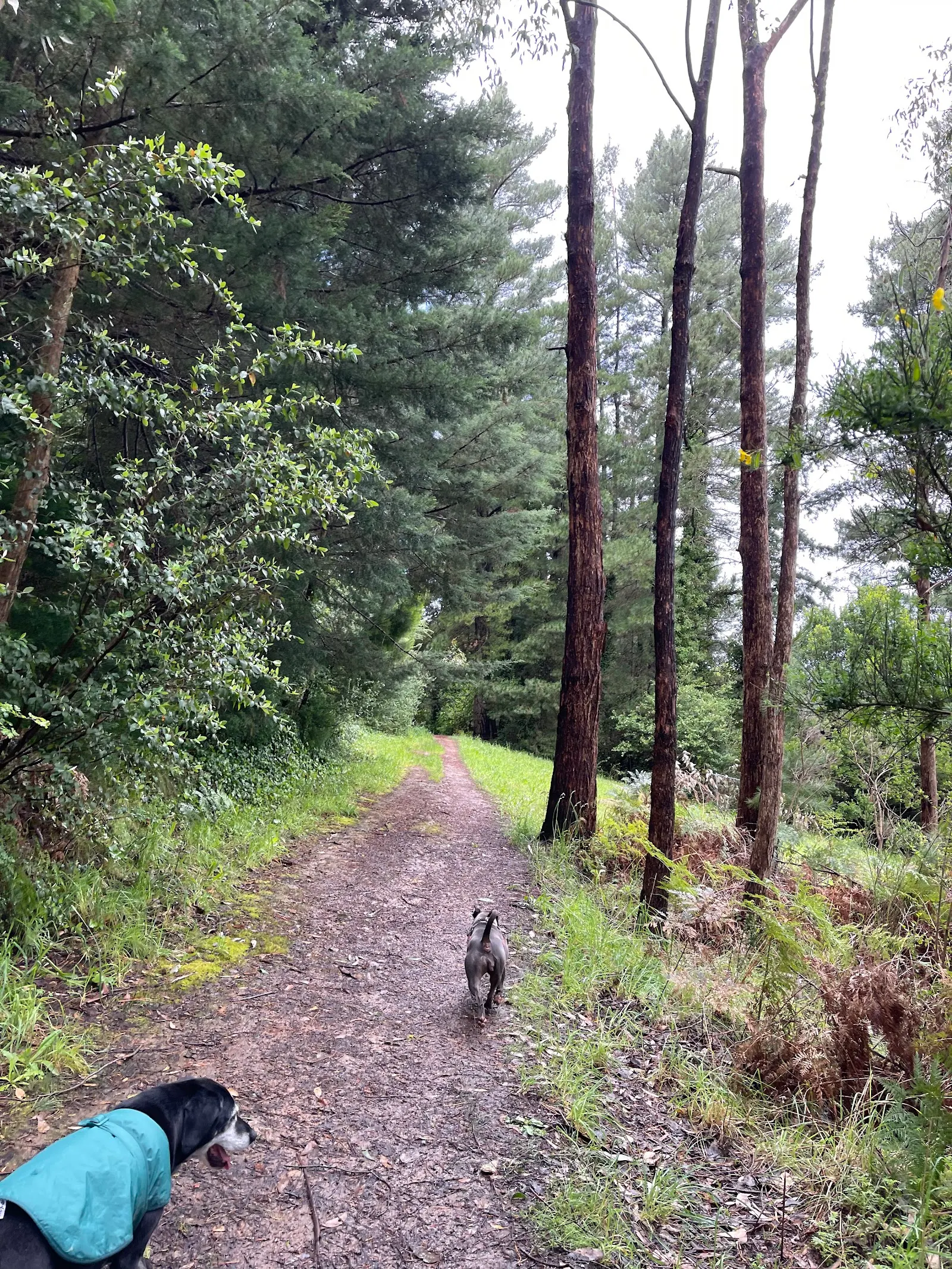 The Evelyn Halliday Reserve dog park