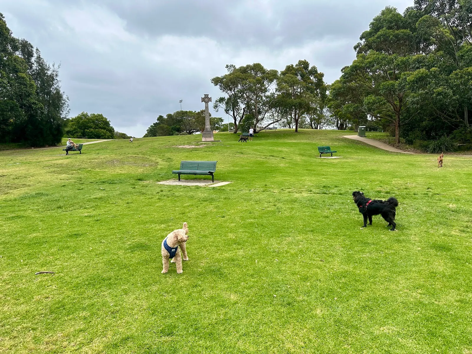 St Phillack Reserve Off Leash Dog Area dog park