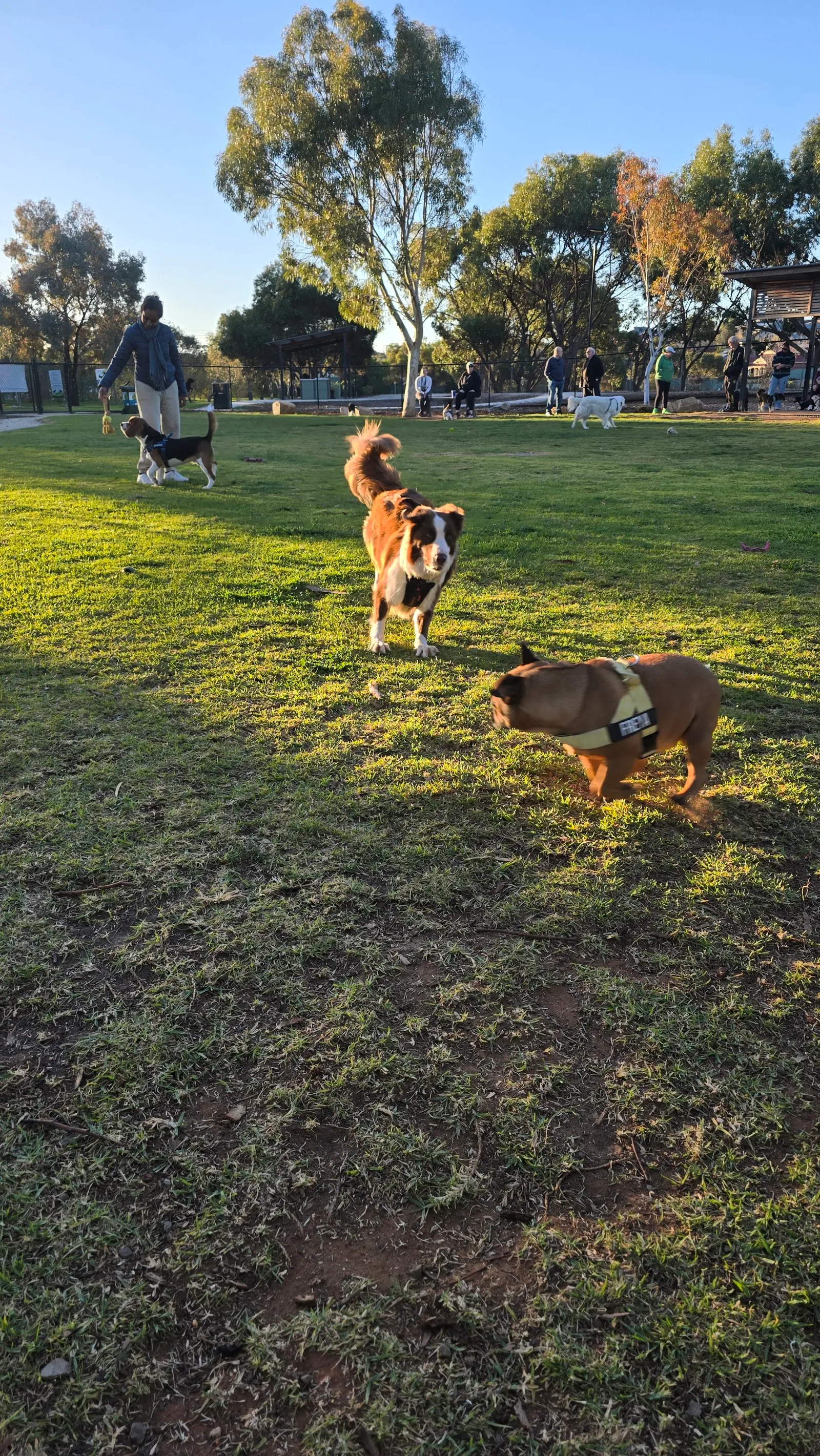 Small dog Park Gawler, Gawler