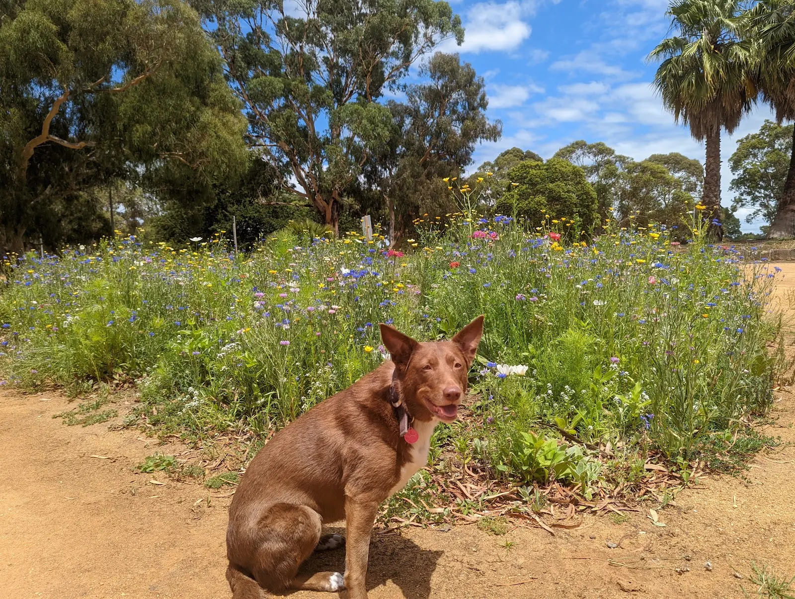 G.R. Bricker Reserve Dog Off Leash Area dog park