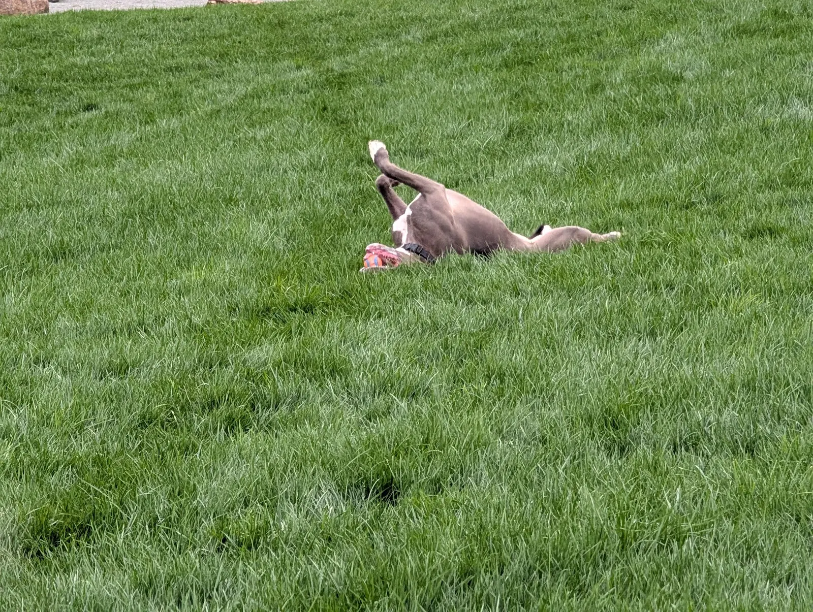 Cambridge Dog Park dog park