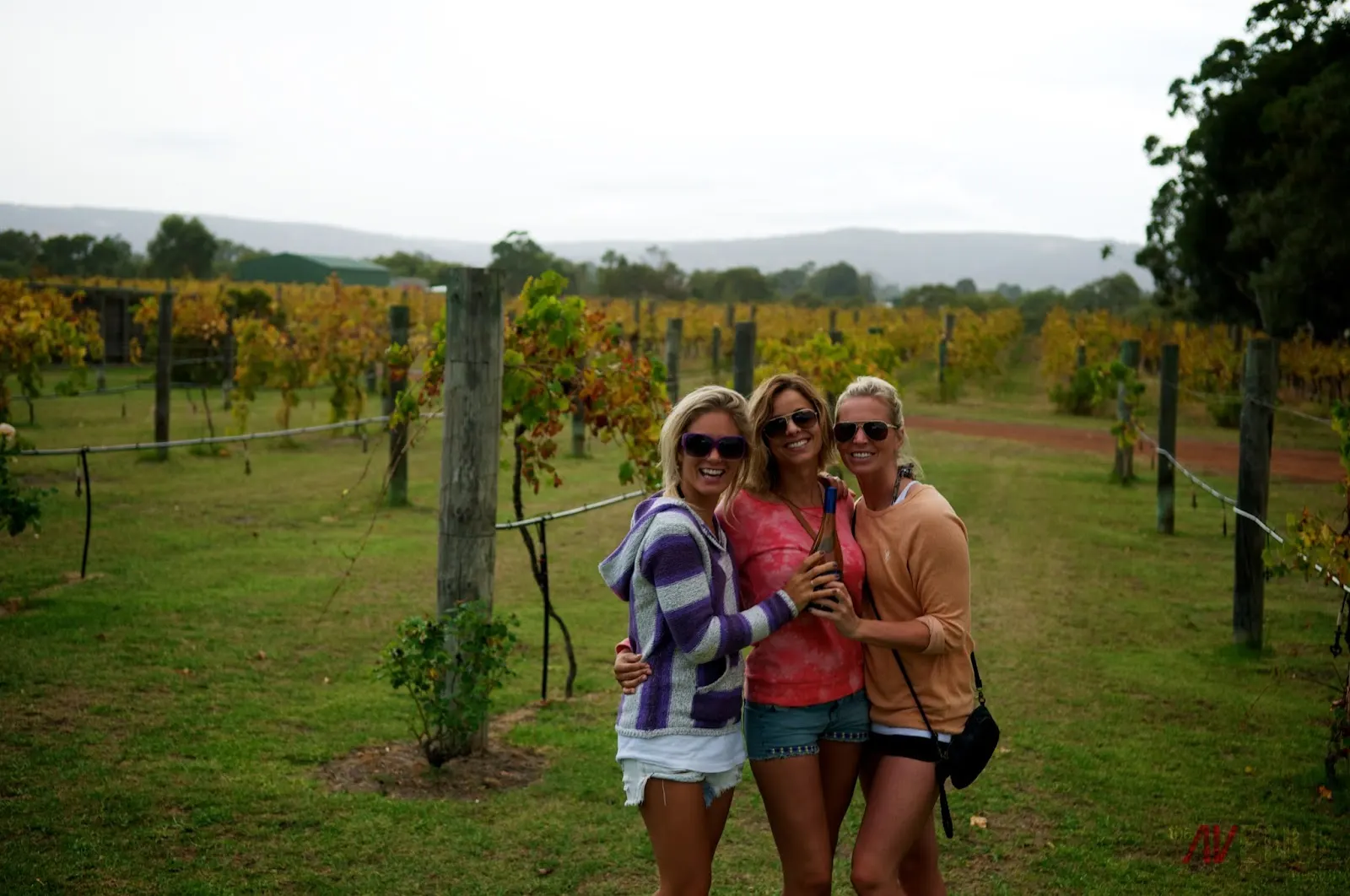 Ugly Duckling Wines