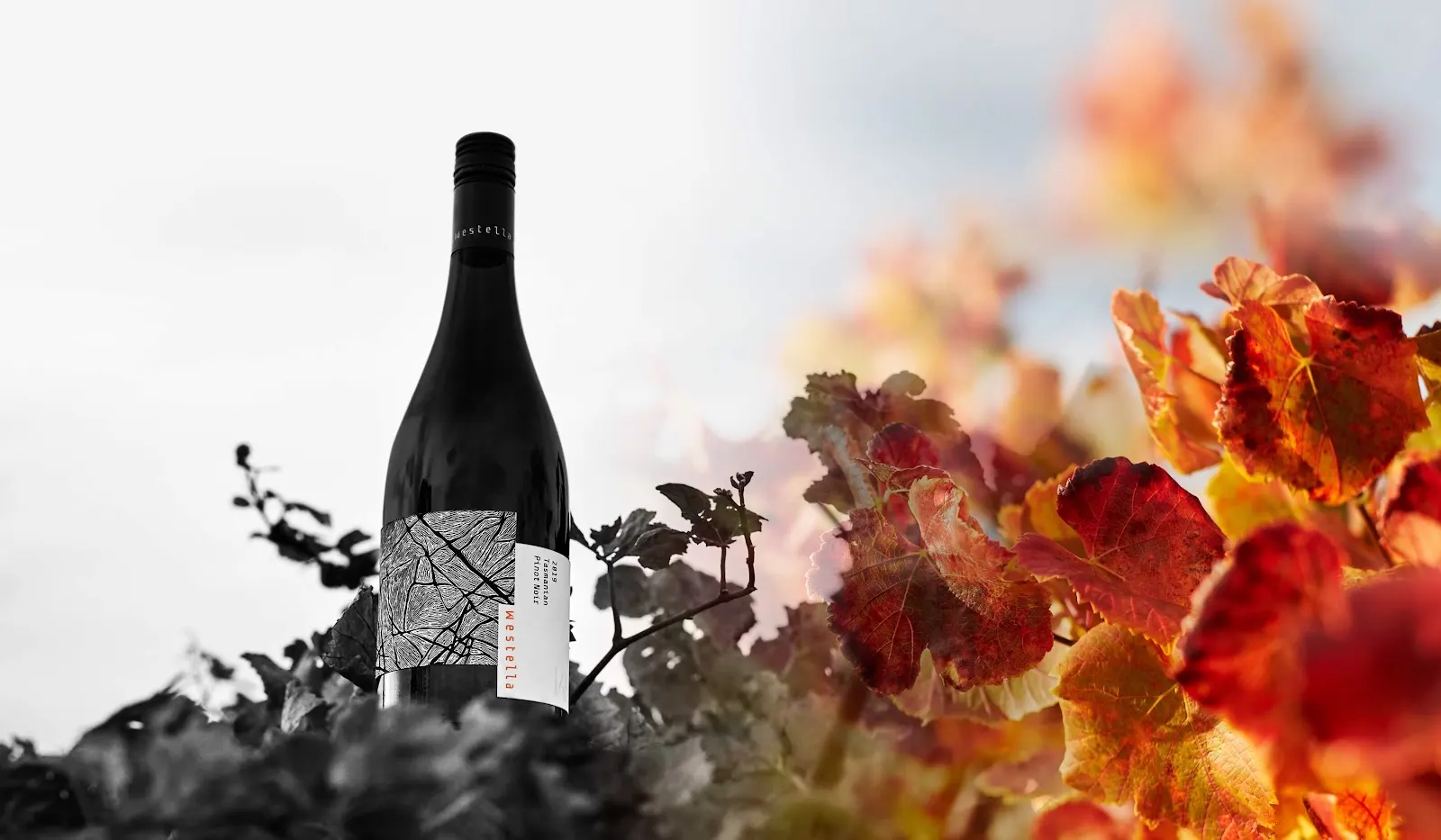 Westella Vineyard