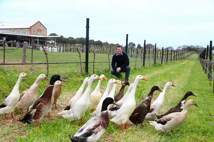 Angove McLaren Vale Vineyards and Cellar Door