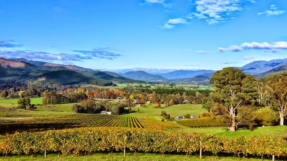 Ringer Reef Winery