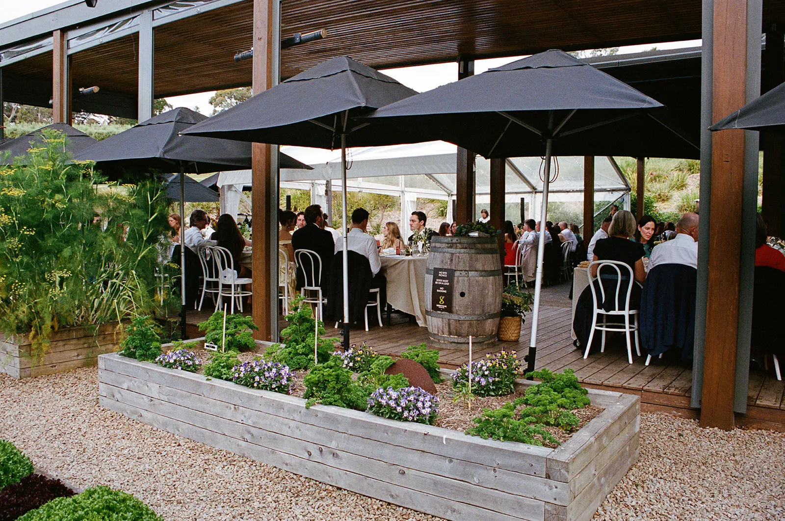 Green Olive at Red Hill