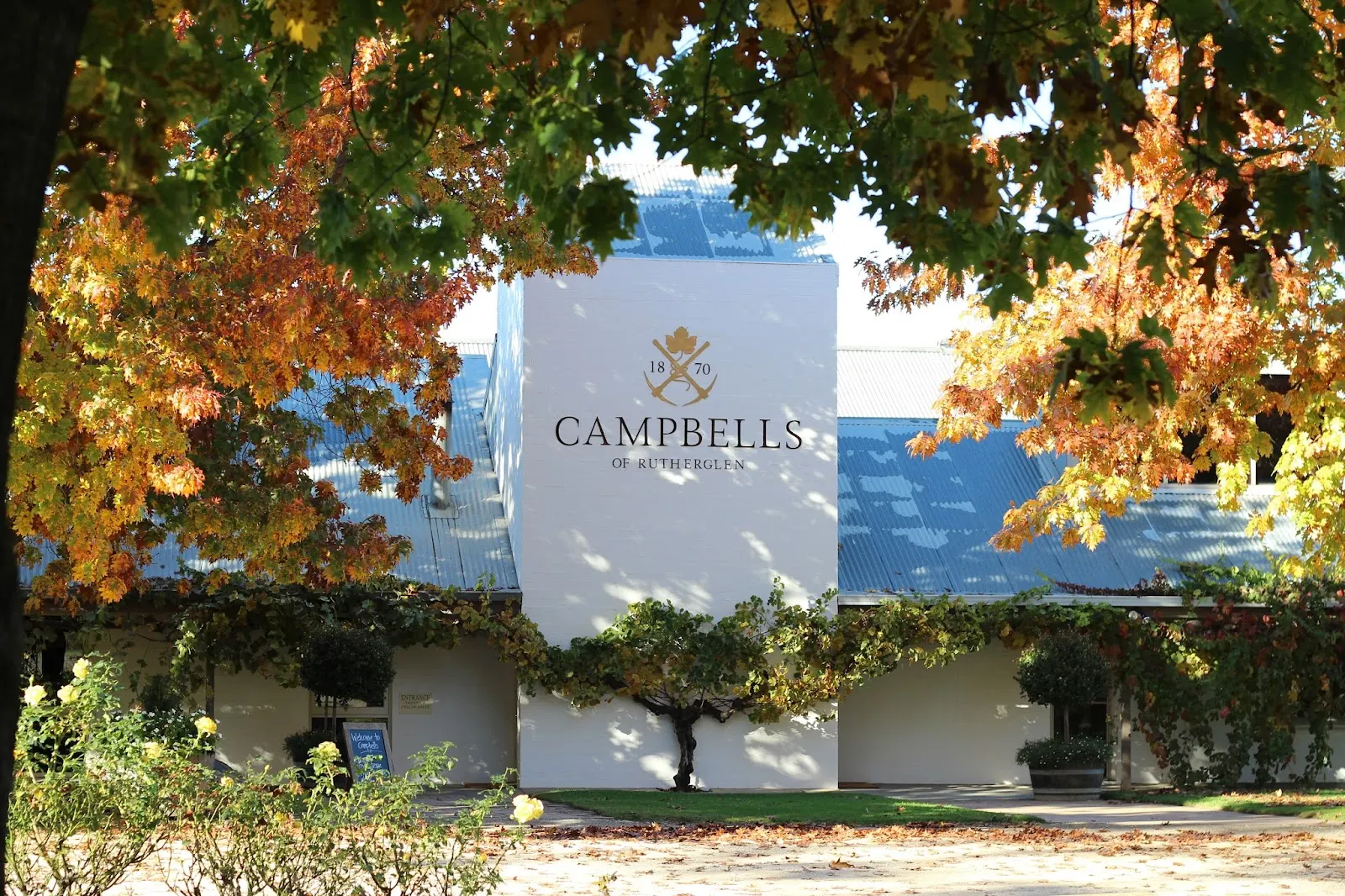 Campbells Wines