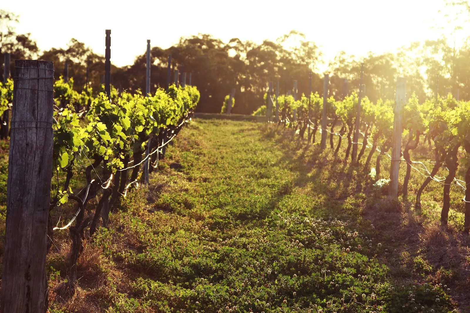 Blueberry Hill Vineyard