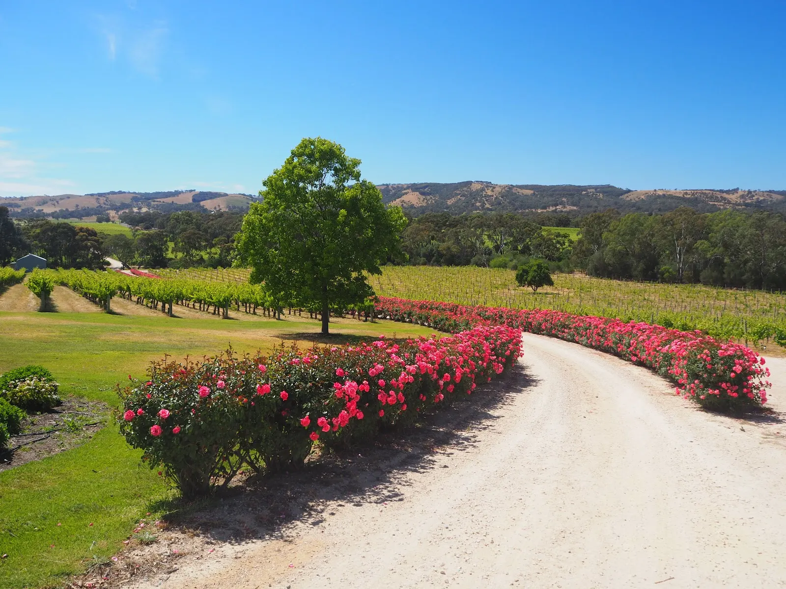 DogRidge Vineyards, Cellar Door & Art Gallery