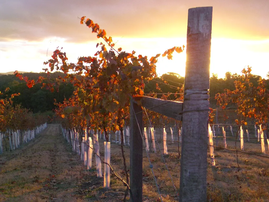 Pyramids Road Wines